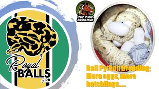 Ball Python Breeding; More Clutches, more Hatchlings