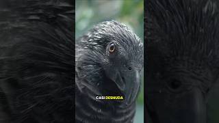 El rarisimo loro Dracula 🧛‍♀️🦜 #loro #vampiro #aves