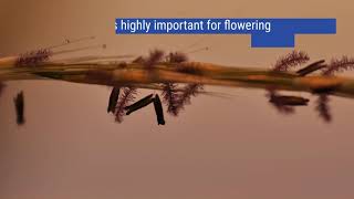 Flowering time QTL in Miscanthus and switchgrass