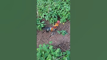 gà rừng giải ba đây ae ơi.qaib qus tug zaim 3 yog tug no