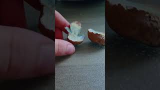 Rooting bolete oxidisation after cutting #Caloboletusradicans #mushroom #bolete #oxidation #fungi