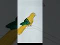 "how to draw parrot "#easydrawing #shortsfeed #shortsviral #shortvideo