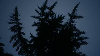 深夜风雨(Stormy midnight)