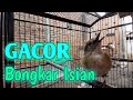 Sikatan Rimba Dada Coklat (SRDC)  GACOR Full Isian. Cocok untuk pancingan burung Malas Bunyi