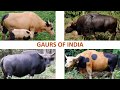 Gaurs of india   livestock  indian animals