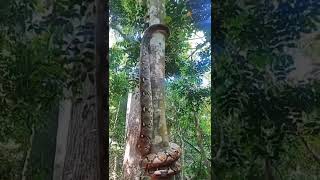 I had no clue snakes climb trees like this! Am I the only one 😅