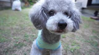 🐶毎日投稿を始めて、100日が経ちました。記念ムービーを作成したので、是非観てください。【トイプードルのグリィ】【dog】【toy poodle】