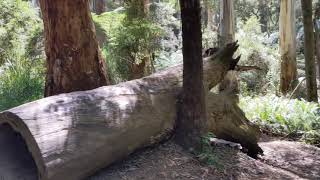 Redwood forest Australia - walk through the forest | fresh water stream