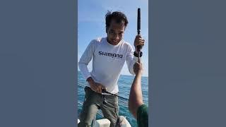 Memancing Perairan Kuantan Renew Lesen 2023 , 2 gerong belang dinaikkan jigger tegar (syamil & azim)