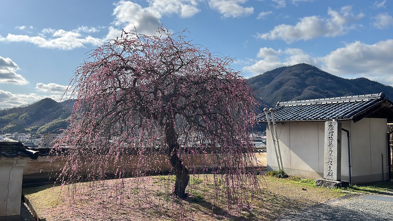 20260228 たけはら町並み保存地区 枝垂れ梅 - YouTube