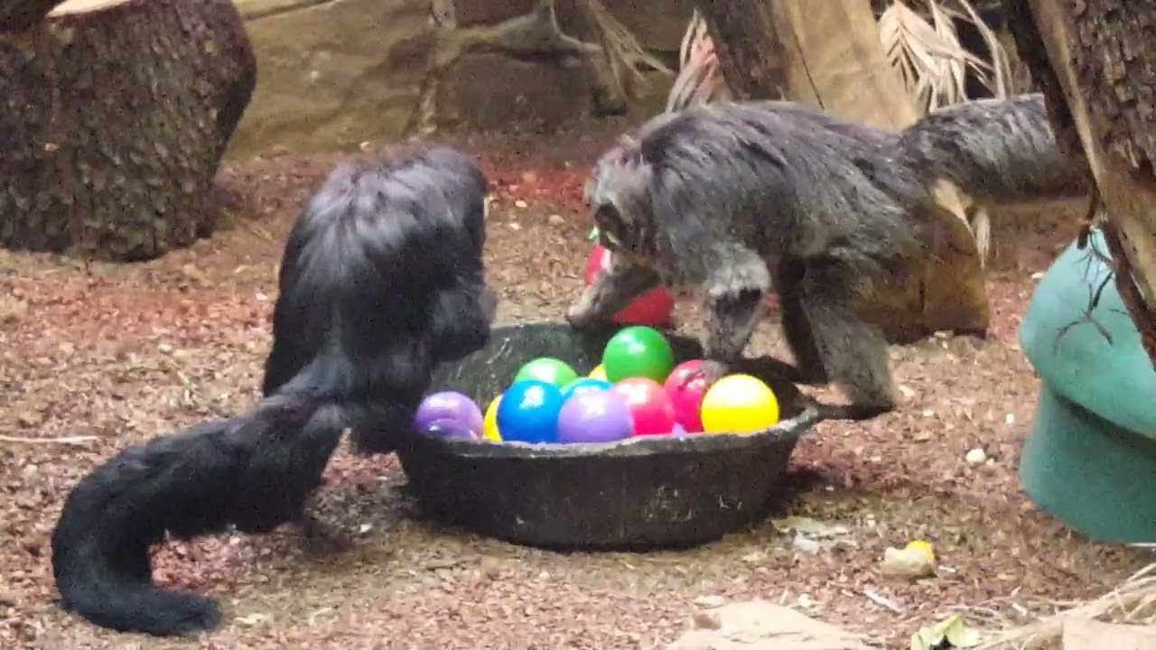 Small primates enjoy treats