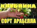 РЕМОНТАНТНАЯ КЛУБНИКА.Клубника сорт Арабелла