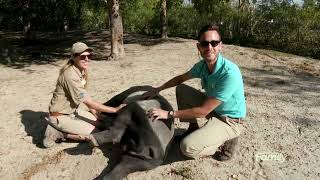 Wild Malayan Tapir Facts 🌿🐾 | Wild Days of Summer