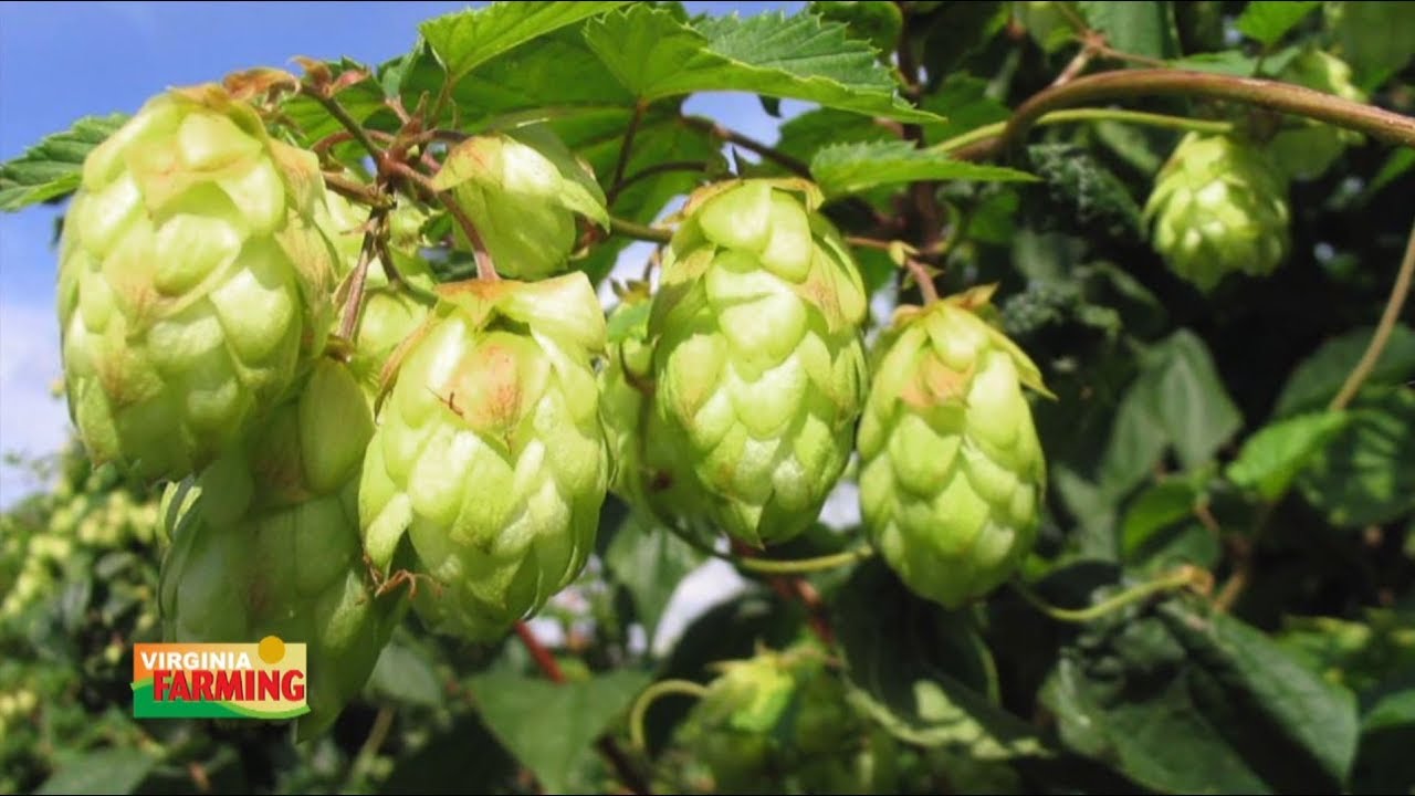 Virginia Farming: Stable Craft Brewing
