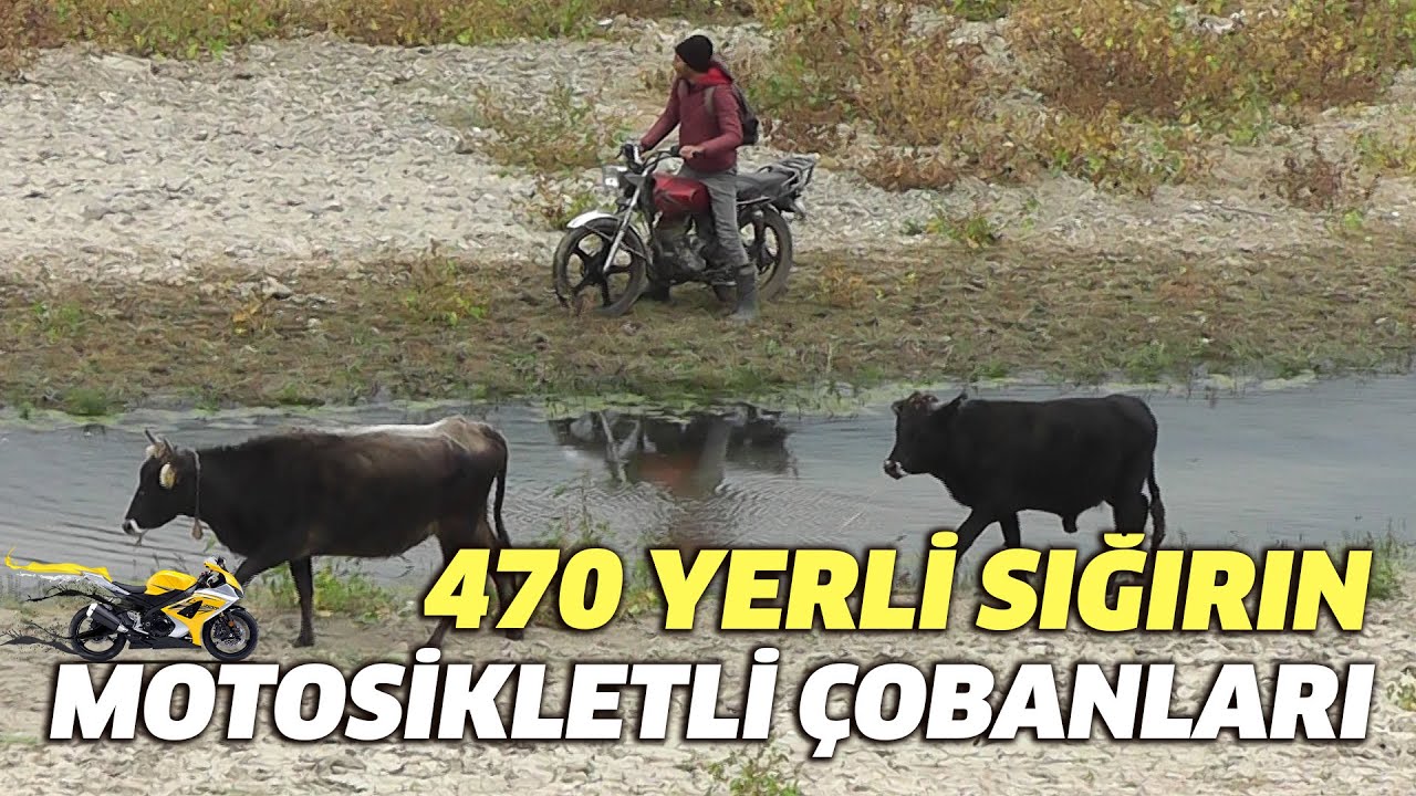 470 Yerli Sığırın MOTOSİKLETLİ ÇOBANLARI - Çobanla Baş Başa