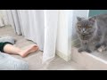 この臭い足は誰にゃ…？って訴えてくる愛猫がこの子ですw