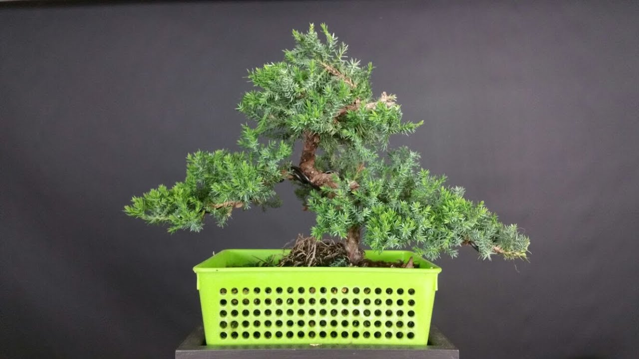 Zero Sonare Moyogi - Actualización 2016