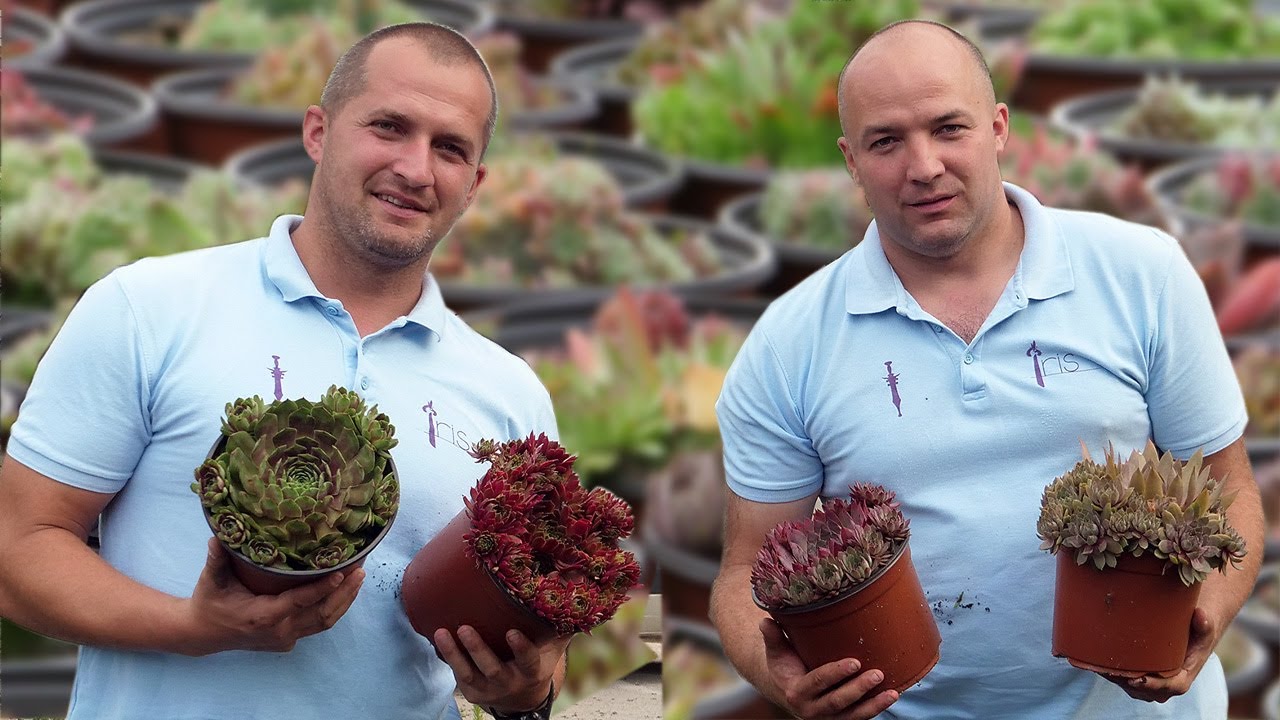 Kraljevi čuvarkuće, imaju 196 vrsta