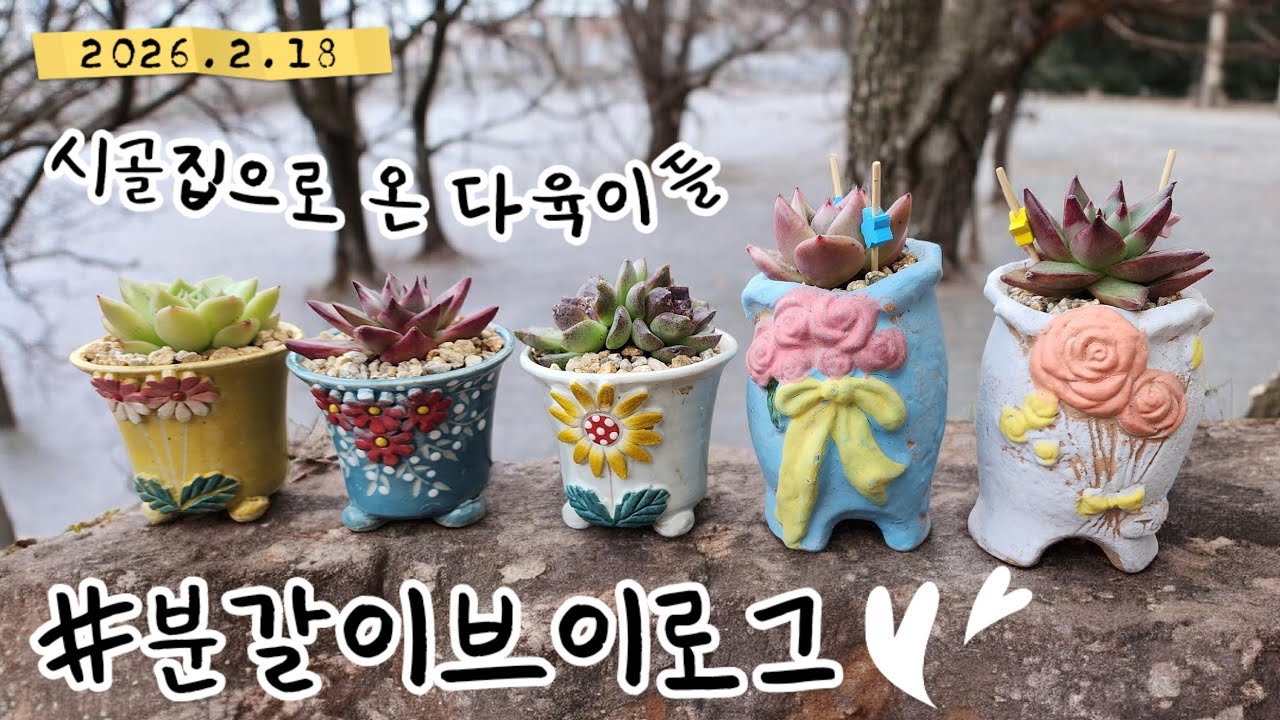 도시를 떠나 시골집에서 자라게 될 다육이들 #분갈이영상 #succulent 