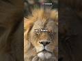 Why Lions Are Called King of the Jungle (Even Though Tigers Are Stronger!)#vitalshorts #tiger #lion