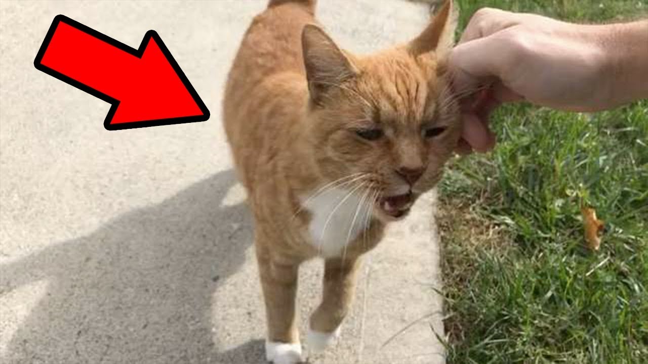 Cat Runs Outside His House Every Morning To Greet His Favorite Neighbor