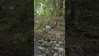 Download Lagu New black wolf mask!! #therian #theriangear MP3