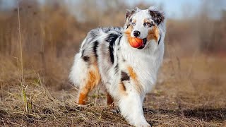 Chó Australian shepherd. Chó chăn cừu úc thông minh, bộ lông sặc sỡ. #chocanh #Australian shepherd