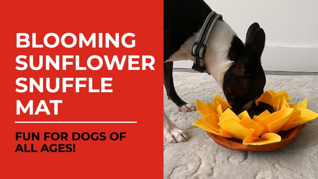 Blooming Sunflower Snuffle Mat For Dogs PreyPlay™ YouTube