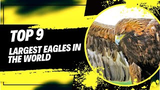 Top 9 Largest Eagles in the World