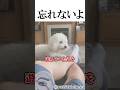 １６年連れ添った相棒が逝った😢 #shortvideo #愛犬 #思い出