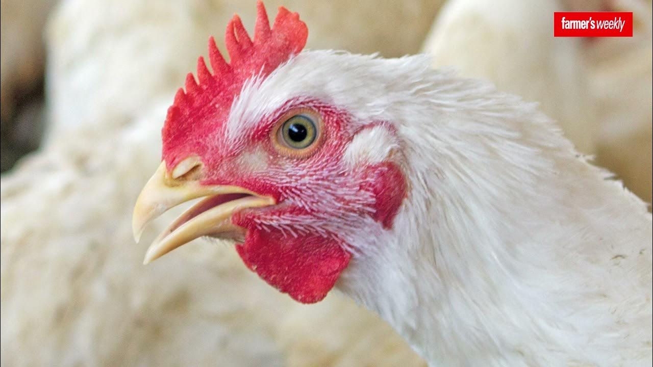 SAPA addresses Bird Flu Outbreaks, eggs and chicken meat shortages