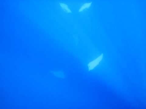 sing ! sing !! sing !!! snorkel lift