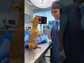 #comedyshorts #funny #pets #dog #viral #viralvideo #foryou