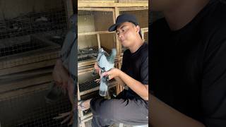 It turns out it's complicated to have lots of pigeons