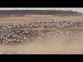 Wildebeest Migration - Maasai Mara Kenya