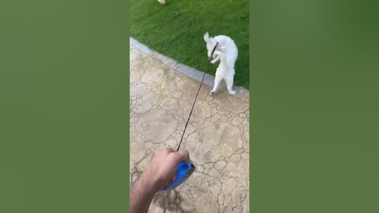 how-do-dogs-act-when-they-like-each-other-how-do-dogs-feel-when-they