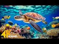 The Ocean 4K - Sea Animals for Relaxation, Beautiful Coral Reef Fish in Aquarium (4K Video Ultra HD)