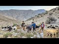 Real nomadic life in Iran: collecting firewood, shearing goats, milking and grazing in the mountains
