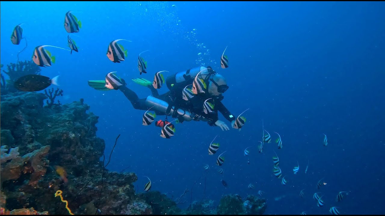 Scuba Diving in Mauritius with the MUG Nicolai Reef 10/05/23 YouTube