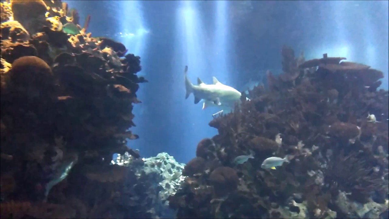 Kuwait Aquarium Kuwait Scientific Center PART 2 YouTube