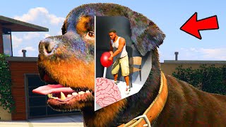 Franklin Enter Chop's Head To Control Chop Brain in GTA 5!