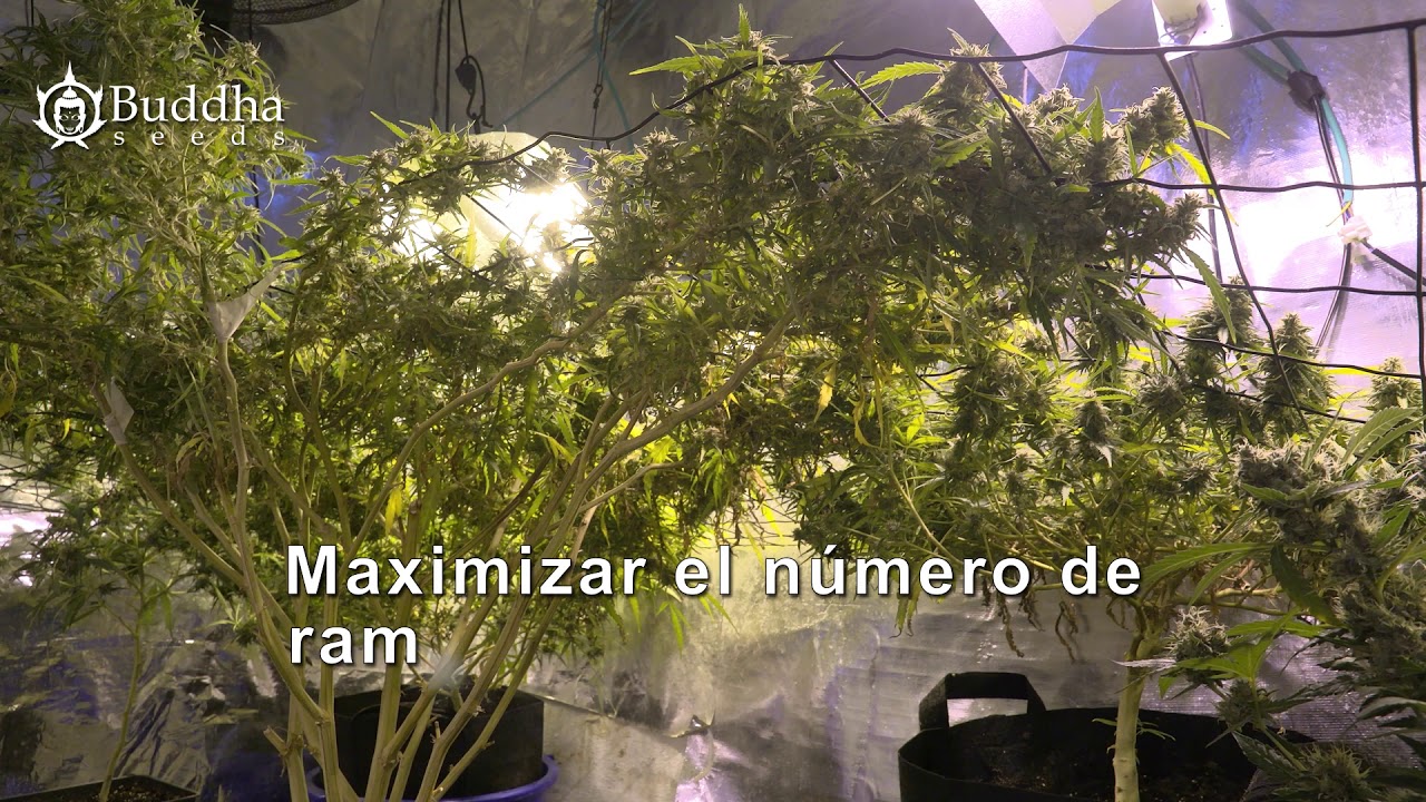 ¿QUÉ ES EL SCROG?TÉCNICA DE CULTIVO DE CANNABIS