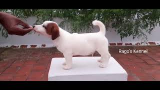 Jack Russell Terrier Puppies Available Father D Russian Import. Russian 91 9994449717