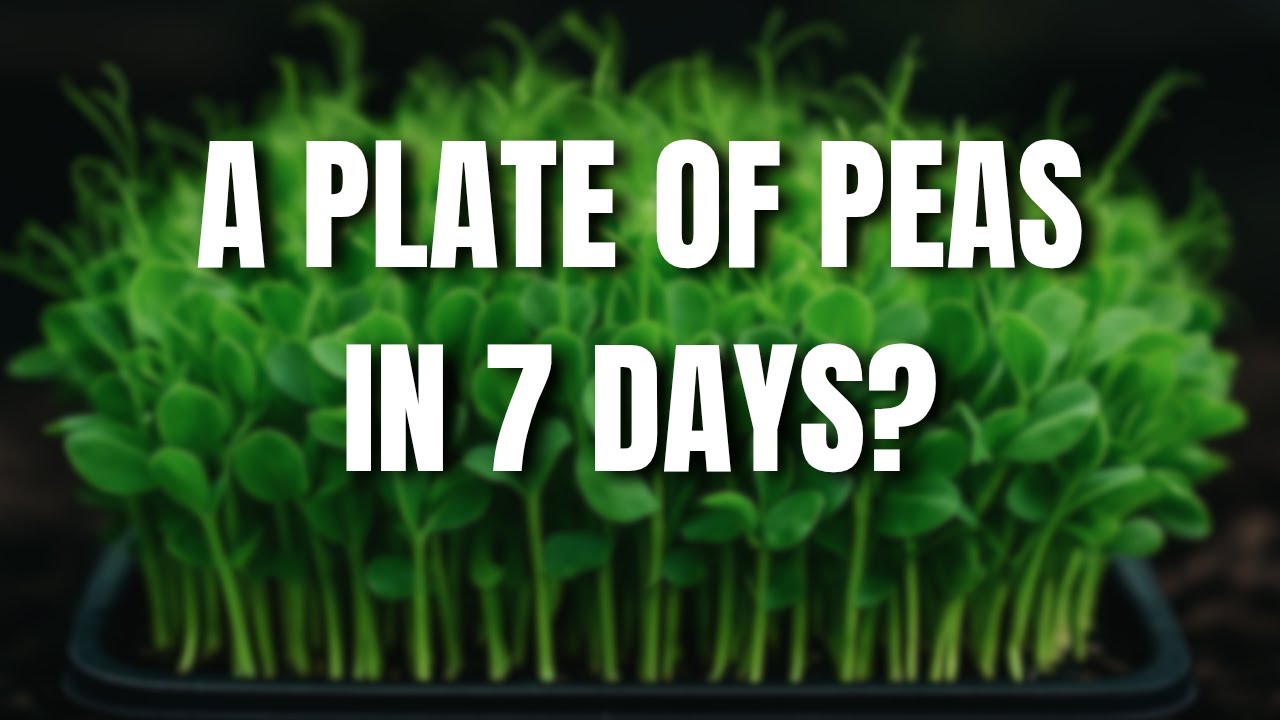 Вырастите их за ДНИ — Микрозелень стала проще