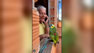 Melhores Videos de Papagaios Top (16) #Comédia #Meme #Engraçado #Viral #fy