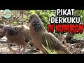 Pikat Derkuku Baru Menit Langsung Dapat Derkuku Mp3 - Mp4 Download