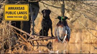 Perfect Solo Limit with my 3 legged Dog!