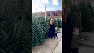 4 Real Christmas Tree Tips