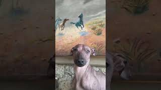 Tu Xolo se cree estatua prehispánica 🗿✨ #Xoloitzcuintle xolosramirez.com