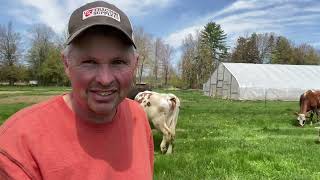 Morning chores and putting the cows out on pasture